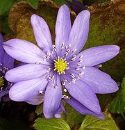 Hepatica Transsilvanica