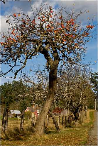 apple tree