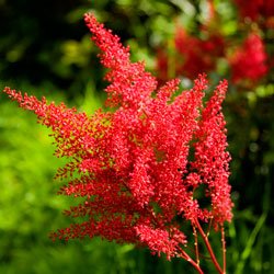Astilbe
