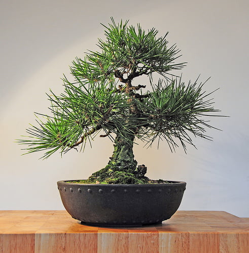 bonsai2