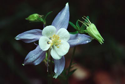 Columbine