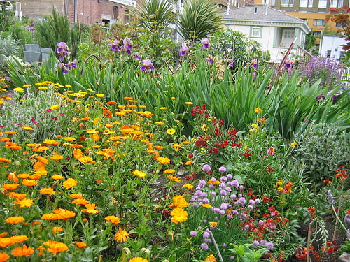Flower Garden