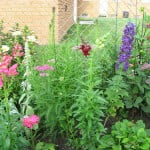 Online Gardening Catalogues