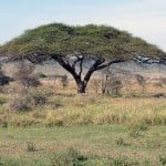 Growing Trees for Shade