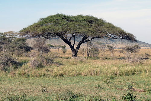 shade tree