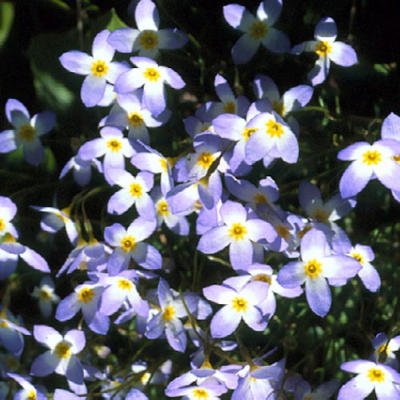Bluets