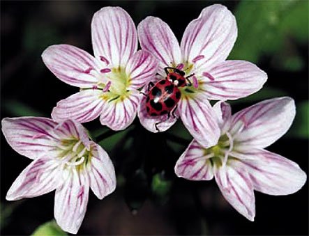 Springbeauty