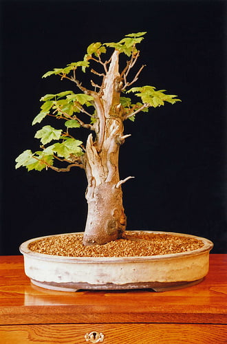 Yamadori Bonsai