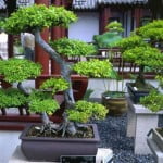 What Are Bonsai Trees?