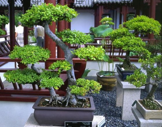 Bonsai 61