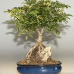 The Hawaiian Umbrella Bonsai