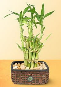 Lucky Bamboo