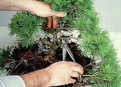 Pruning Bonsai