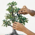 Pruning Bonsai