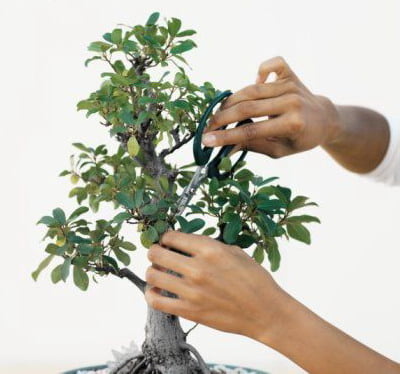 Bonsai Pruning 2