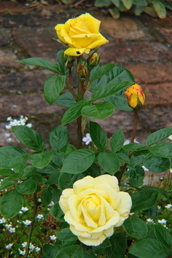 Yellow Roses