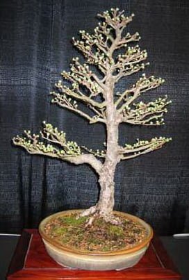 Dave Tettemer’s Japanese Larch