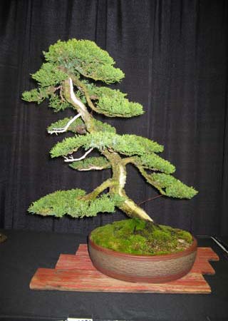 Dave Weaver’s Wartbark Japanese White Pine