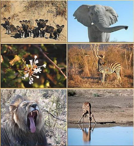 Madikwe Game Reserve