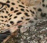 Leopard in Phinda Games Reserve