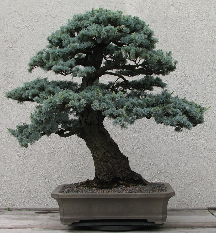 Blue Atlas Cedar Bonsai