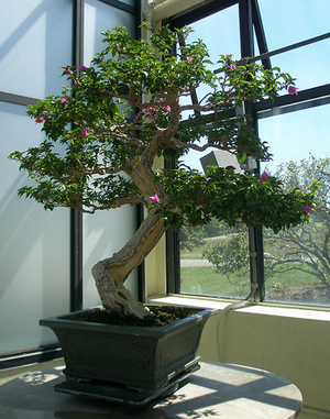 Bougainvillea Bonsai