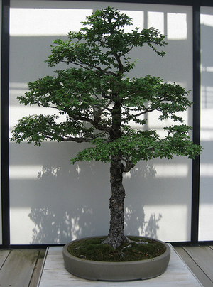 Chinese Elm Bonsai