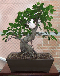 Fig Bonsai