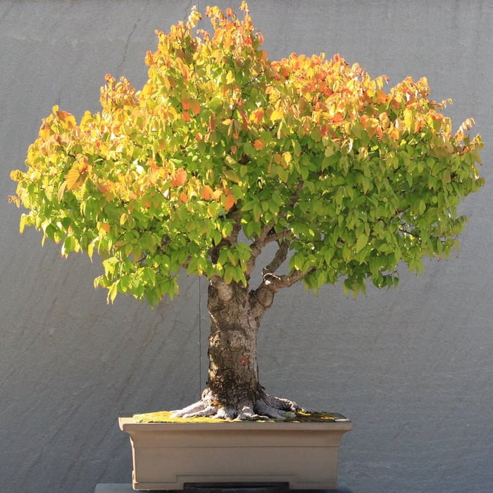 Japanese Zelkova Bonsai