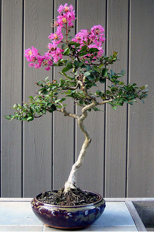 Myrtle Bonsai