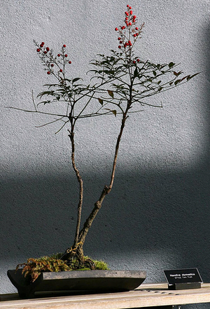Nandina Bonsai