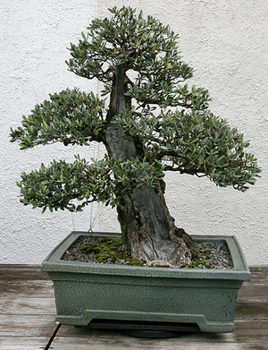 Olive Bonsai