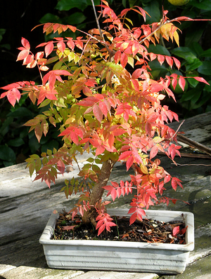 Pistachio Bonsai