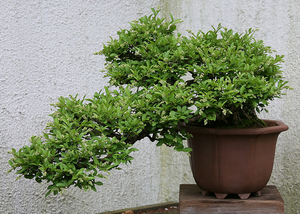 Privet Bonsai