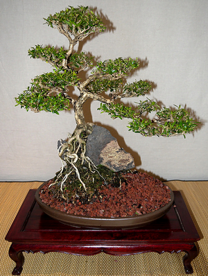 Serrissa Bonsai