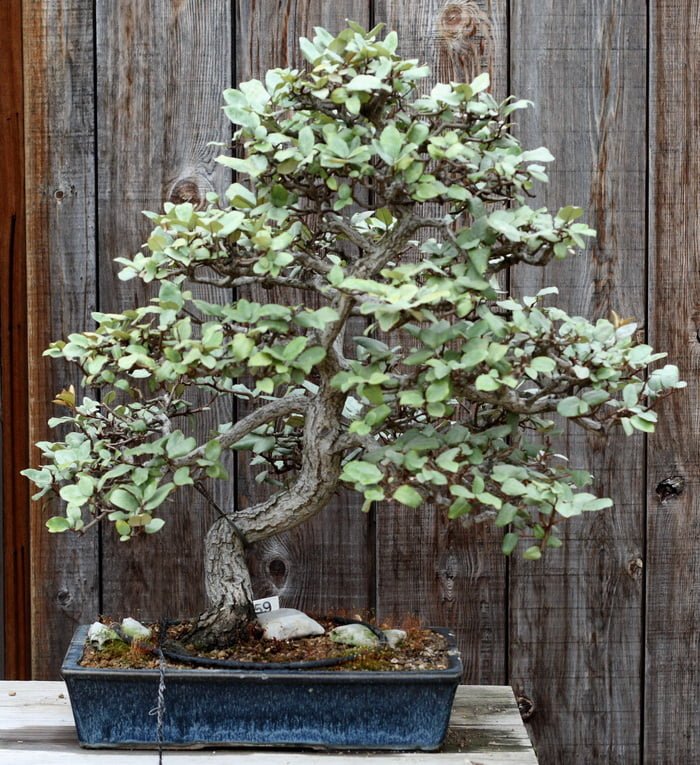 Silverberry Bonsai