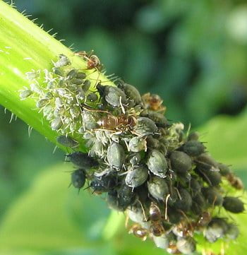 Aphids
