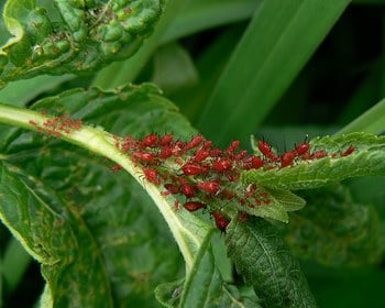 Red Aphids