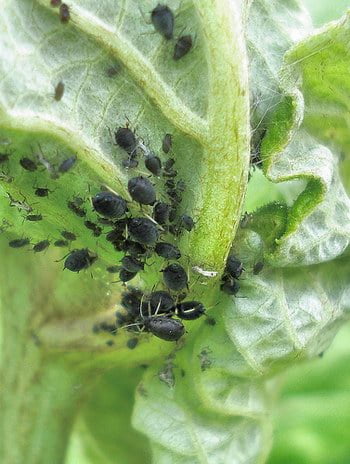 Aphids