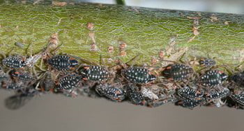 Aphids