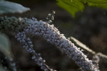 Aphids