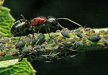 Aphids and Ant