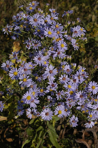 Asters