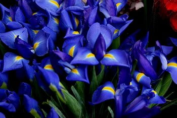 Blue Iris