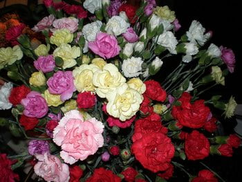 Carnations