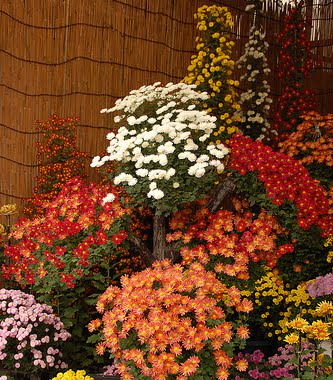 Chrysanthemum