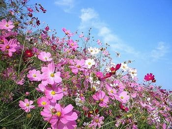 Cosmos