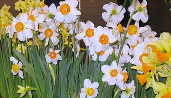 Daffodils