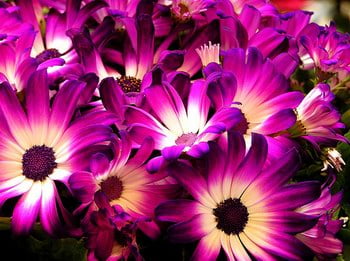 Daisies