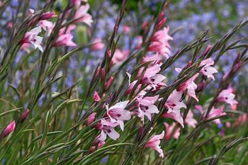 Gladiolus